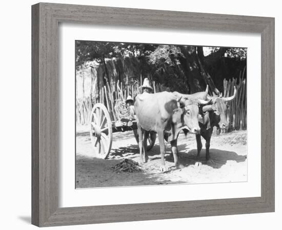 Team of Oxen, Mexico, C.1927-Tina Modotti-Framed Giclee Print