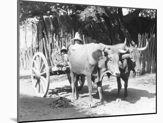 Team of Oxen, Mexico, C.1927-Tina Modotti-Mounted Giclee Print