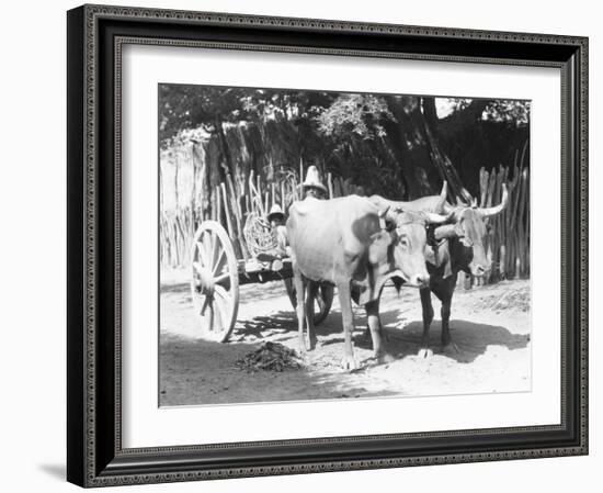 Team of Oxen, Mexico, C.1927-Tina Modotti-Framed Giclee Print