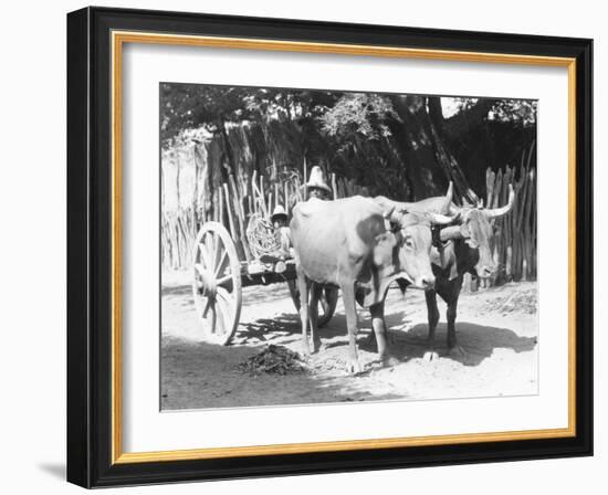 Team of Oxen, Mexico, C.1927-Tina Modotti-Framed Giclee Print