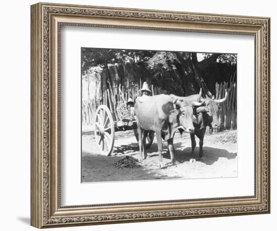 Team of Oxen, Mexico, C.1927-Tina Modotti-Framed Giclee Print