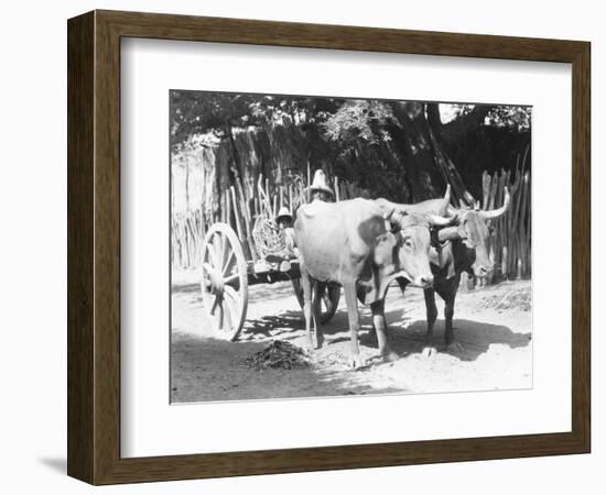 Team of Oxen, Mexico, C.1927-Tina Modotti-Framed Giclee Print