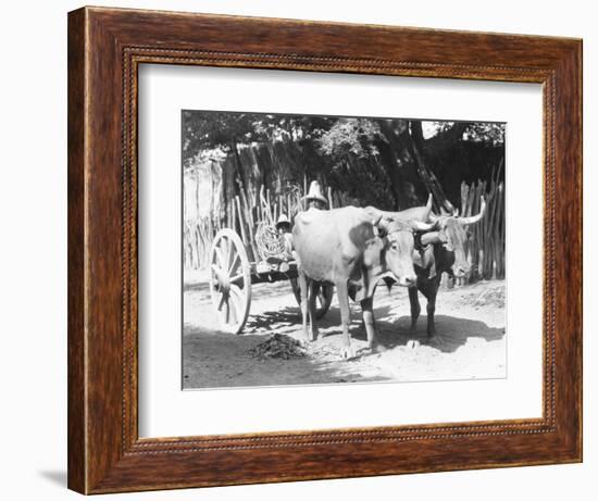 Team of Oxen, Mexico, C.1927-Tina Modotti-Framed Giclee Print