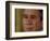 Tears Run Down President Bush's Face, Taking Part in a Medal of Honor Ceremony in the White House-null-Framed Photographic Print