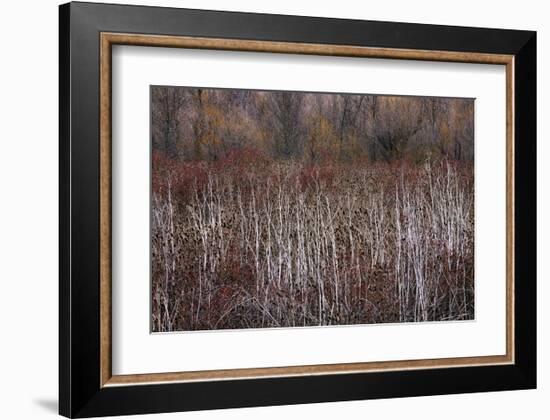 Teasel and Rosehips III-David Winston-Framed Giclee Print