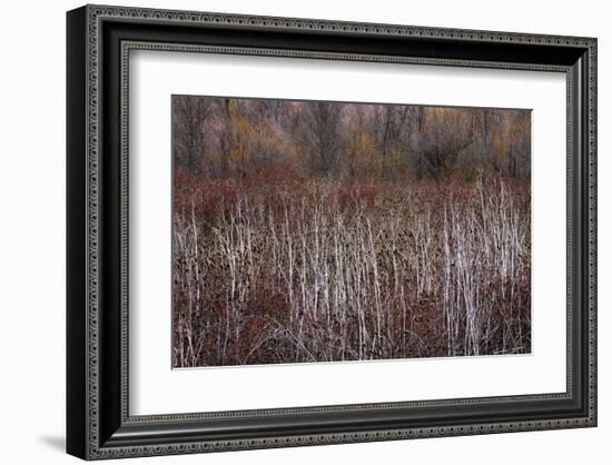 Teasel and Rosehips III-David Winston-Framed Giclee Print