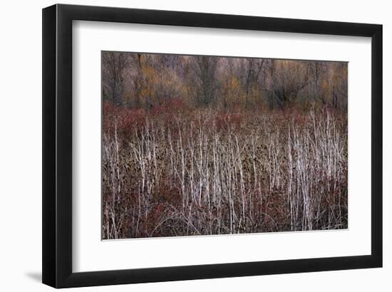 Teasel and Rosehips III-David Winston-Framed Giclee Print