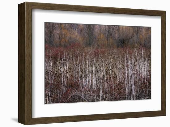 Teasel and Rosehips III-David Winston-Framed Giclee Print