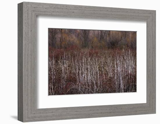 Teasel and Rosehips III-David Lorenz Winston-Framed Art Print