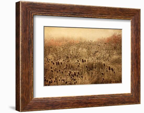 Teasel & Rosehips II-David Winston-Framed Giclee Print