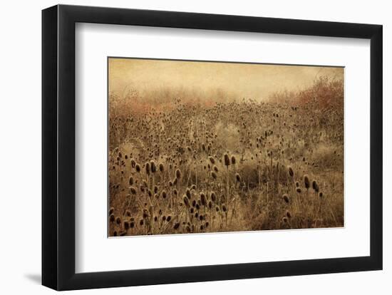 Teasel & Rosehips II-David Lorenz Winston-Framed Art Print