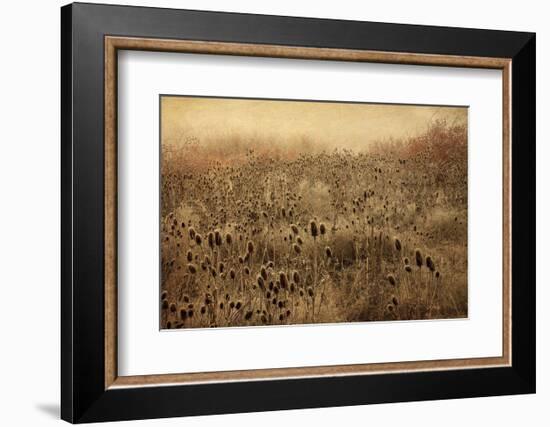 Teasel & Rosehips II-David Lorenz Winston-Framed Art Print