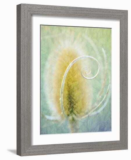 Teasel-Don Paulson-Framed Giclee Print