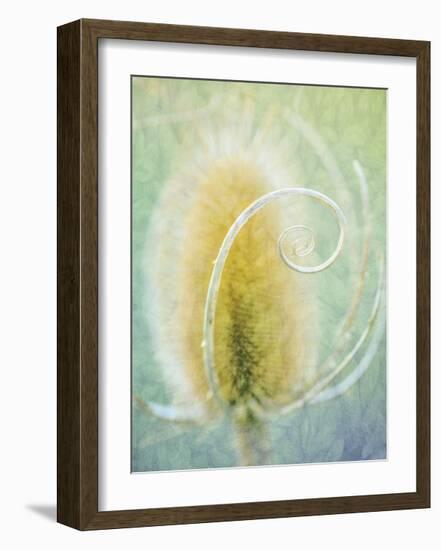 Teasel-Don Paulson-Framed Giclee Print