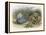 Teasing a Butterfly-Richard Doyle-Framed Stretched Canvas