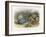 Teasing a Butterfly-Richard Doyle-Framed Art Print