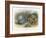 Teasing a Butterfly-Richard Doyle-Framed Art Print