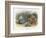 Teasing a Butterfly-Richard Doyle-Framed Art Print