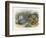 Teasing a Butterfly-Richard Doyle-Framed Art Print