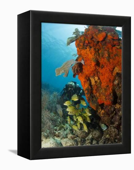 Technical Diver on Coral Reef.-Stephen Frink-Framed Premier Image Canvas