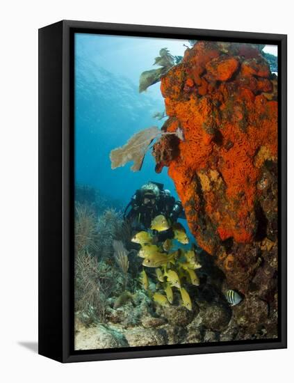 Technical Diver on Coral Reef.-Stephen Frink-Framed Premier Image Canvas