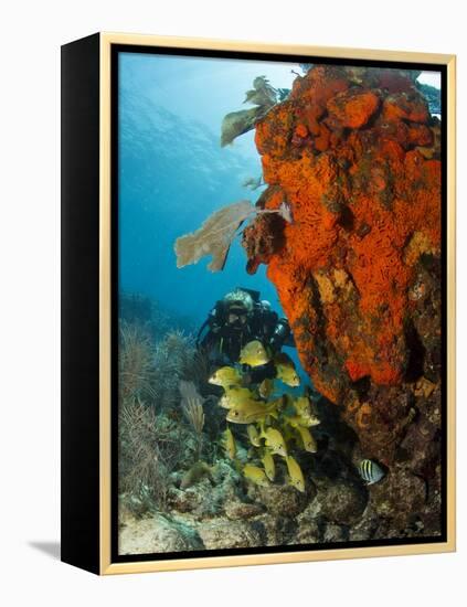 Technical Diver on Coral Reef.-Stephen Frink-Framed Premier Image Canvas