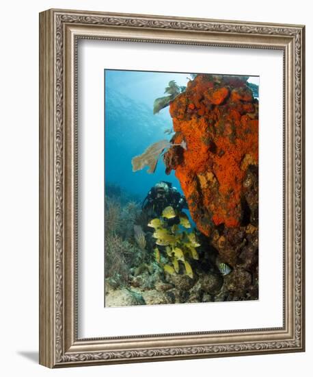 Technical Diver on Coral Reef.-Stephen Frink-Framed Photographic Print