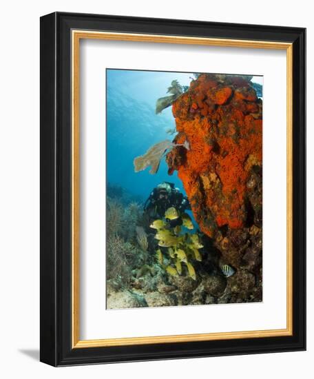 Technical Diver on Coral Reef.-Stephen Frink-Framed Photographic Print