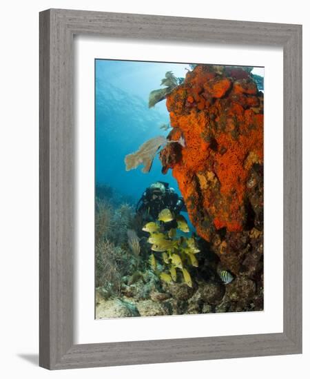 Technical Diver on Coral Reef.-Stephen Frink-Framed Photographic Print