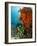 Technical Diver on Coral Reef.-Stephen Frink-Framed Photographic Print