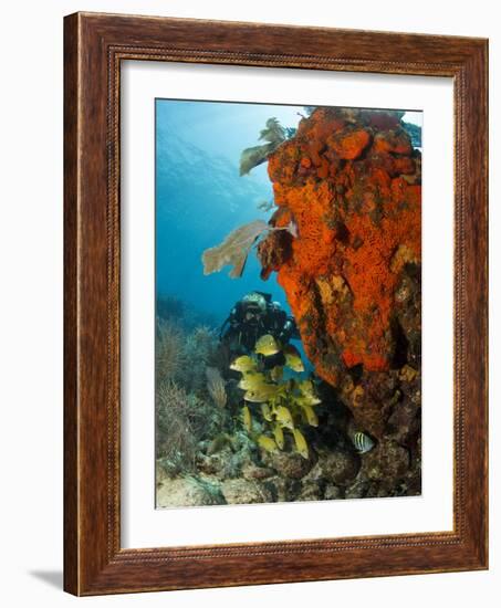 Technical Diver on Coral Reef.-Stephen Frink-Framed Photographic Print