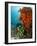 Technical Diver on Coral Reef.-Stephen Frink-Framed Photographic Print