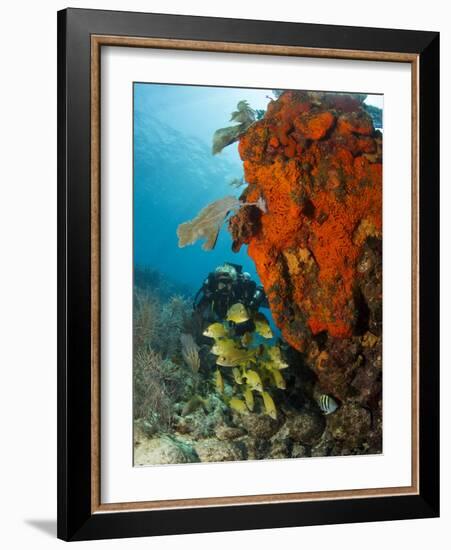 Technical Diver on Coral Reef.-Stephen Frink-Framed Photographic Print