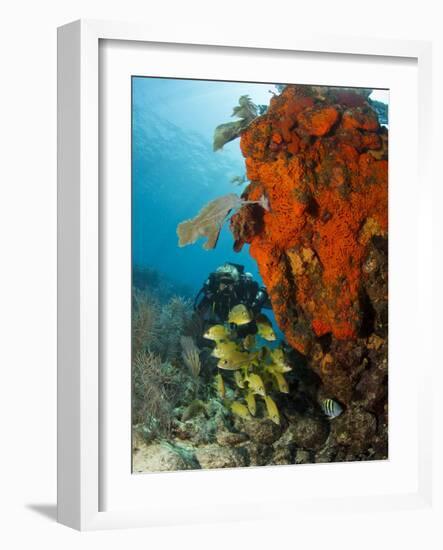 Technical Diver on Coral Reef.-Stephen Frink-Framed Photographic Print