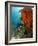 Technical Diver on Coral Reef.-Stephen Frink-Framed Photographic Print