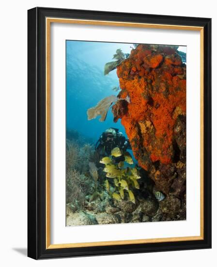 Technical Diver on Coral Reef.-Stephen Frink-Framed Photographic Print