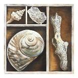 Sea Shell-Ted Broome-Art Print