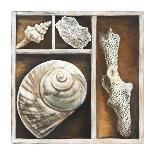 Sea Shell-Ted Broome-Art Print