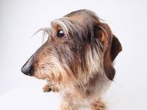Dachshund Looking Away-Ted Horowitz-Photographic Print