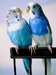 Pair of Parakeets Perching on Chair Back-Ted Horowitz-Photographic Print