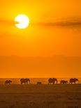 Elephants at Sunset-Ted Taylor-Photographic Print