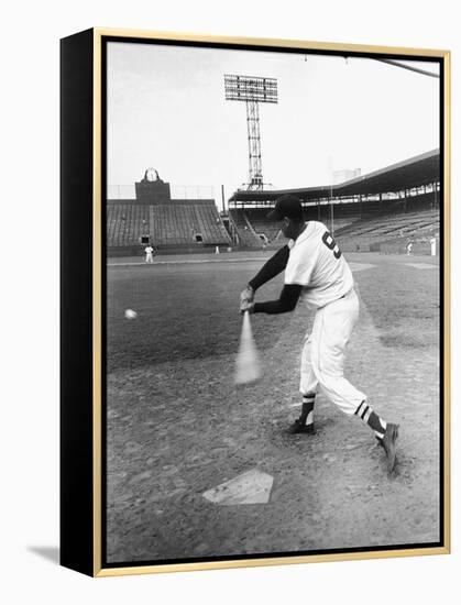 Ted Williams Taking a Swing During Batting Practice-Ralph Morse-Framed Premier Image Canvas