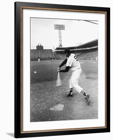 Ted Williams Taking a Swing During Batting Practice-Ralph Morse-Framed Premium Photographic Print