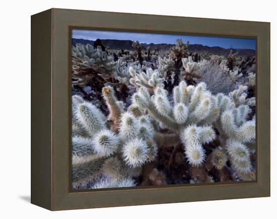 Teddy Bear Cactus or Jumping Cholla in Joshua Tree National Park, California-Ian Shive-Framed Premier Image Canvas