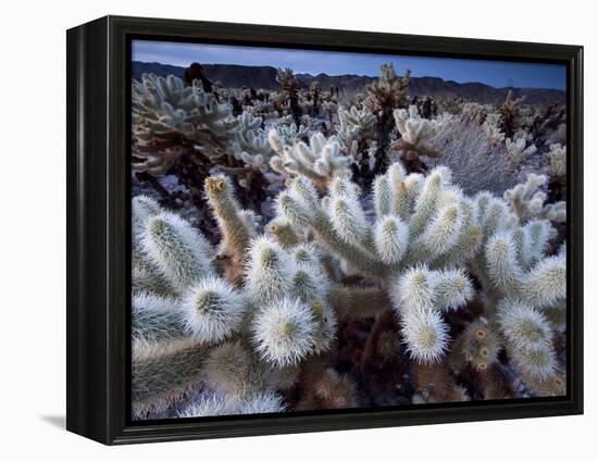 Teddy Bear Cactus or Jumping Cholla in Joshua Tree National Park, California-Ian Shive-Framed Premier Image Canvas