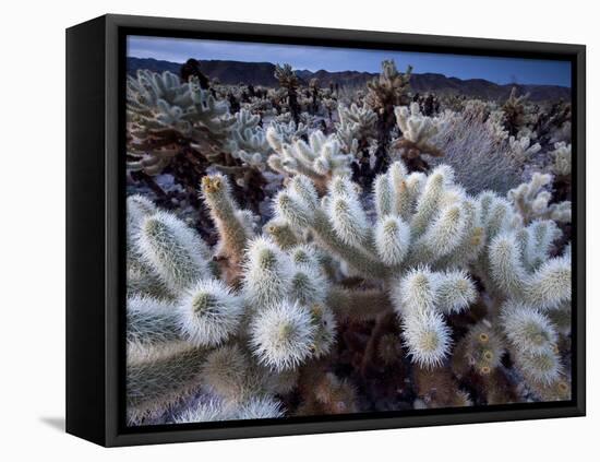 Teddy Bear Cactus or Jumping Cholla in Joshua Tree National Park, California-Ian Shive-Framed Premier Image Canvas