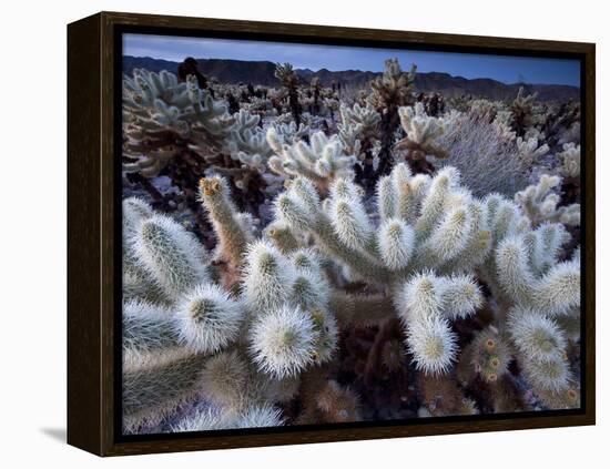 Teddy Bear Cactus or Jumping Cholla in Joshua Tree National Park, California-Ian Shive-Framed Premier Image Canvas