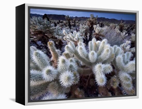 Teddy Bear Cactus or Jumping Cholla in Joshua Tree National Park, California-Ian Shive-Framed Premier Image Canvas