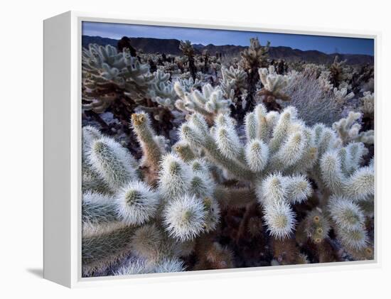 Teddy Bear Cactus or Jumping Cholla in Joshua Tree National Park, California-Ian Shive-Framed Premier Image Canvas