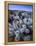 Teddy Bear Cactus or Jumping Cholla in Joshua Tree National Park, California-Ian Shive-Framed Premier Image Canvas